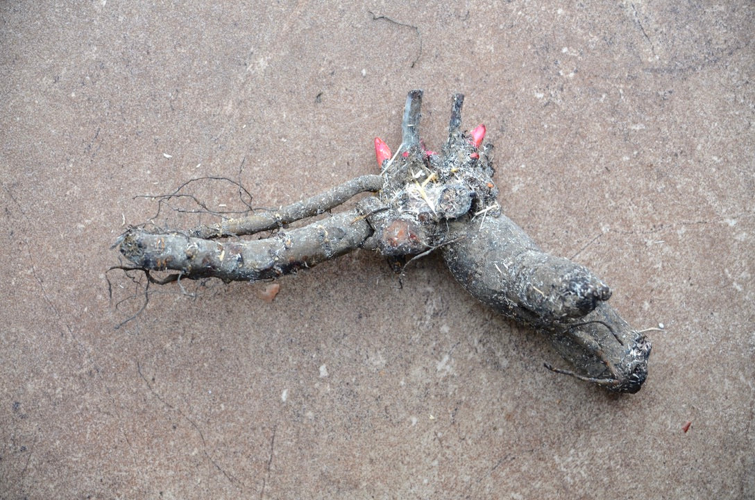Peony Bare Root - 'Alertie'