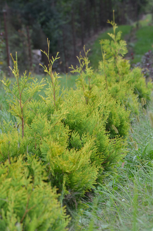 Bare Root - Thuja plicata 'Green Giant' (10 ct)