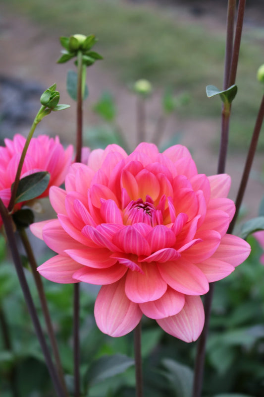 RC- Dahlia 'The Voice'