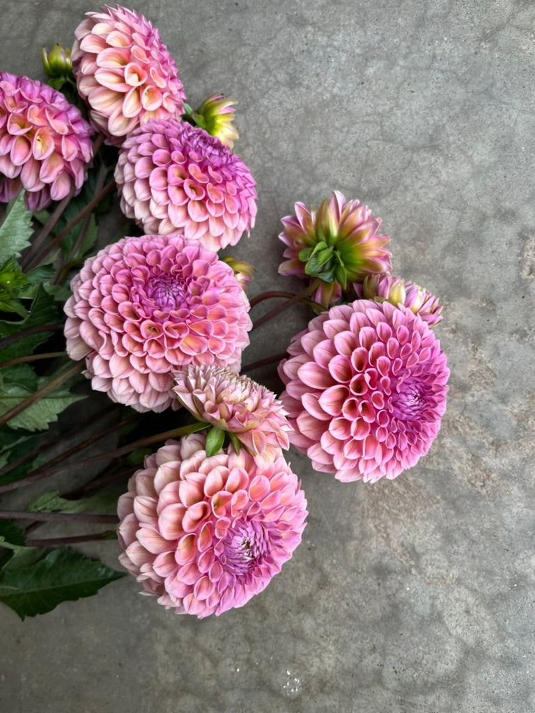 RC- Dahlia 'Bracken Rose'  (1 plant)