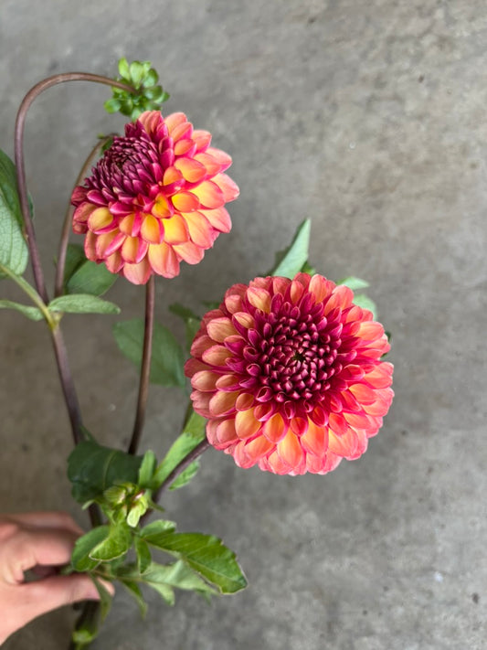 URC Bulk - Dahlia 'CJF September Sunrise' (50 ct)