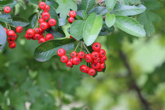 Quart - Aronia arbutifolia Red Chokeberry