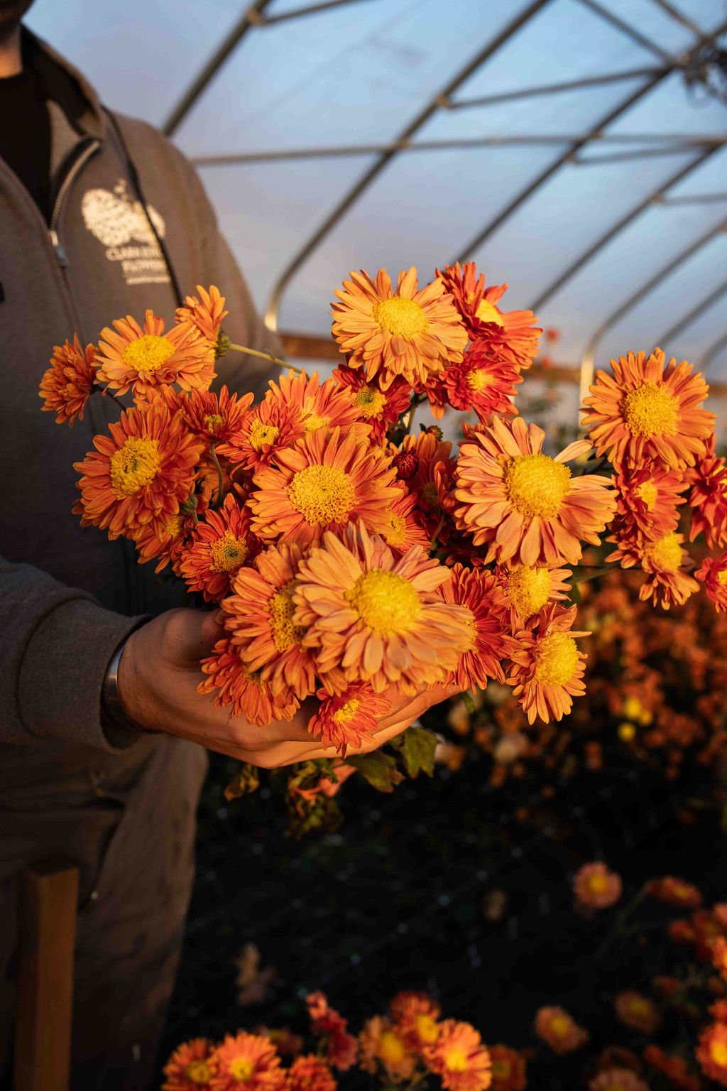 RC- Heirloom Chrysanthemum 'Mancetta Sunset"