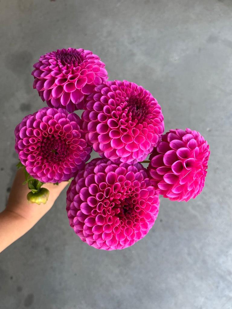 RC- Dahlia 'Tahoma April' (4 pack)