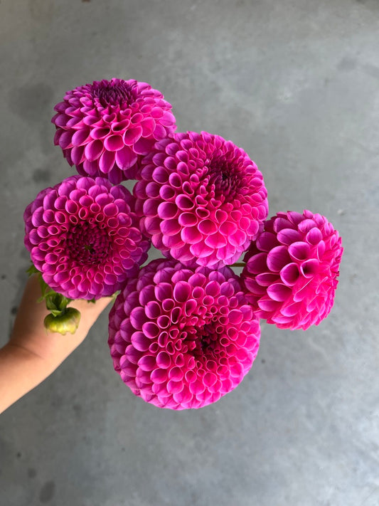 RC- Dahlia 'Tahoma April' (4 pack)
