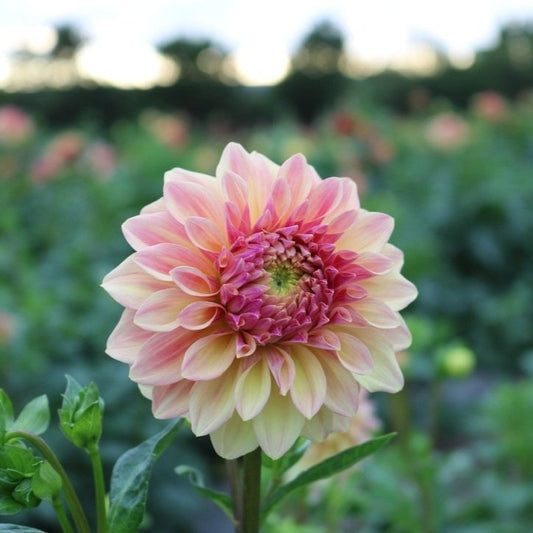 Dahlia Tuber 'Miss Amara'