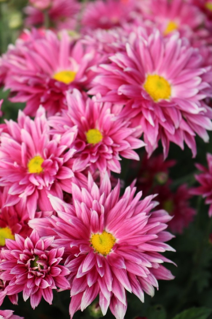 RC- Heirloom Chrysanthemum 'Frosty Morn'