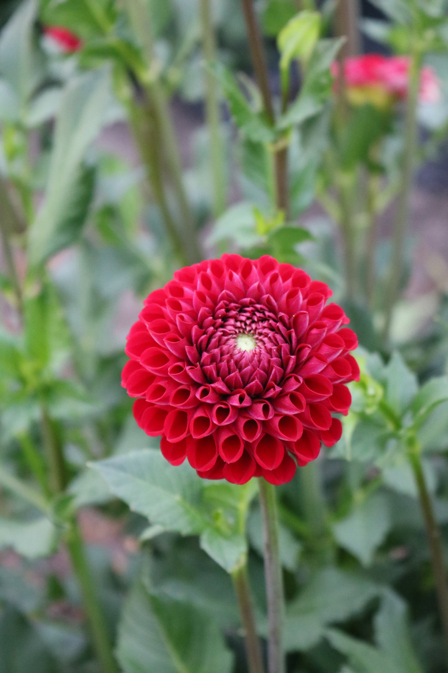 RC- Dahlia 'Cornell'