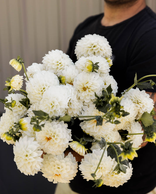 Dahlia Tuber 'Boom Boom White'