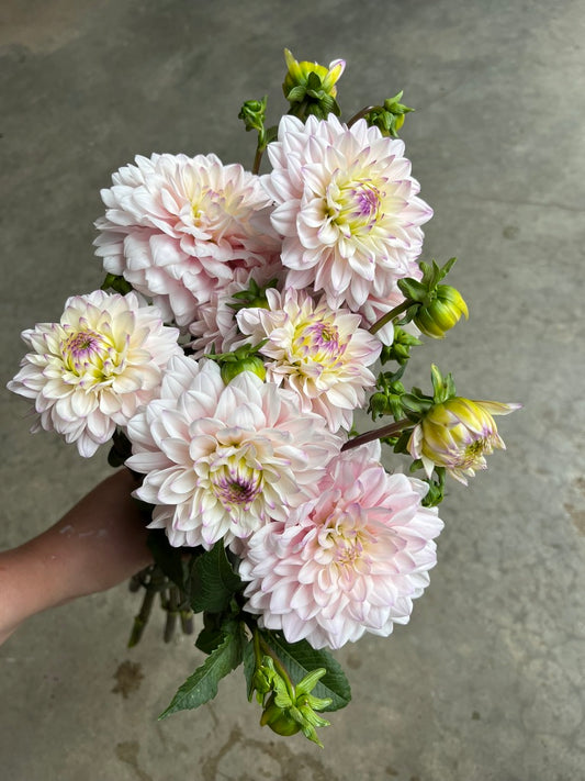 URC Bulk - Dahlia 'Silver Years' (50 ct)