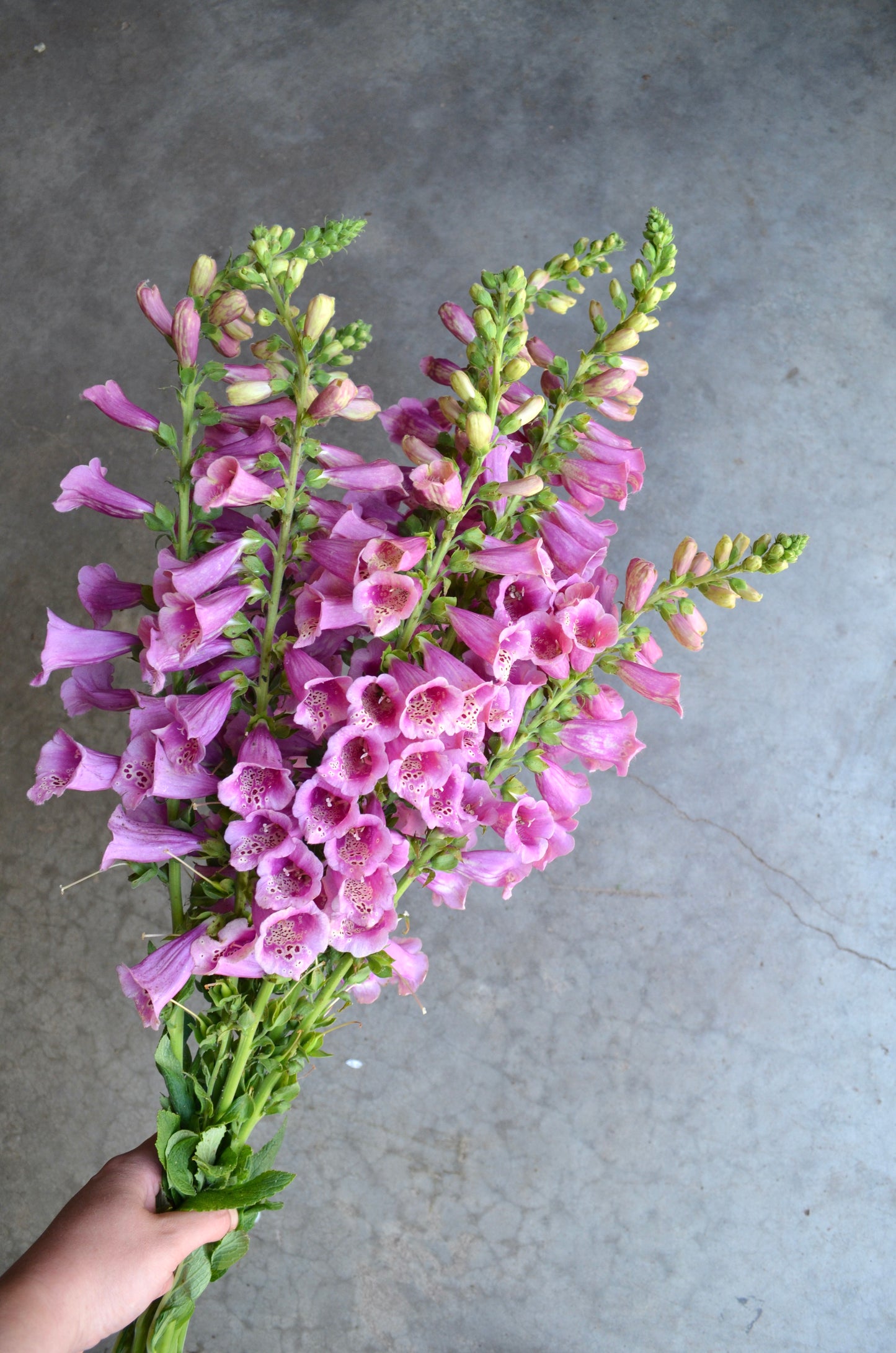 Digitalis 'Dalmation Rose'