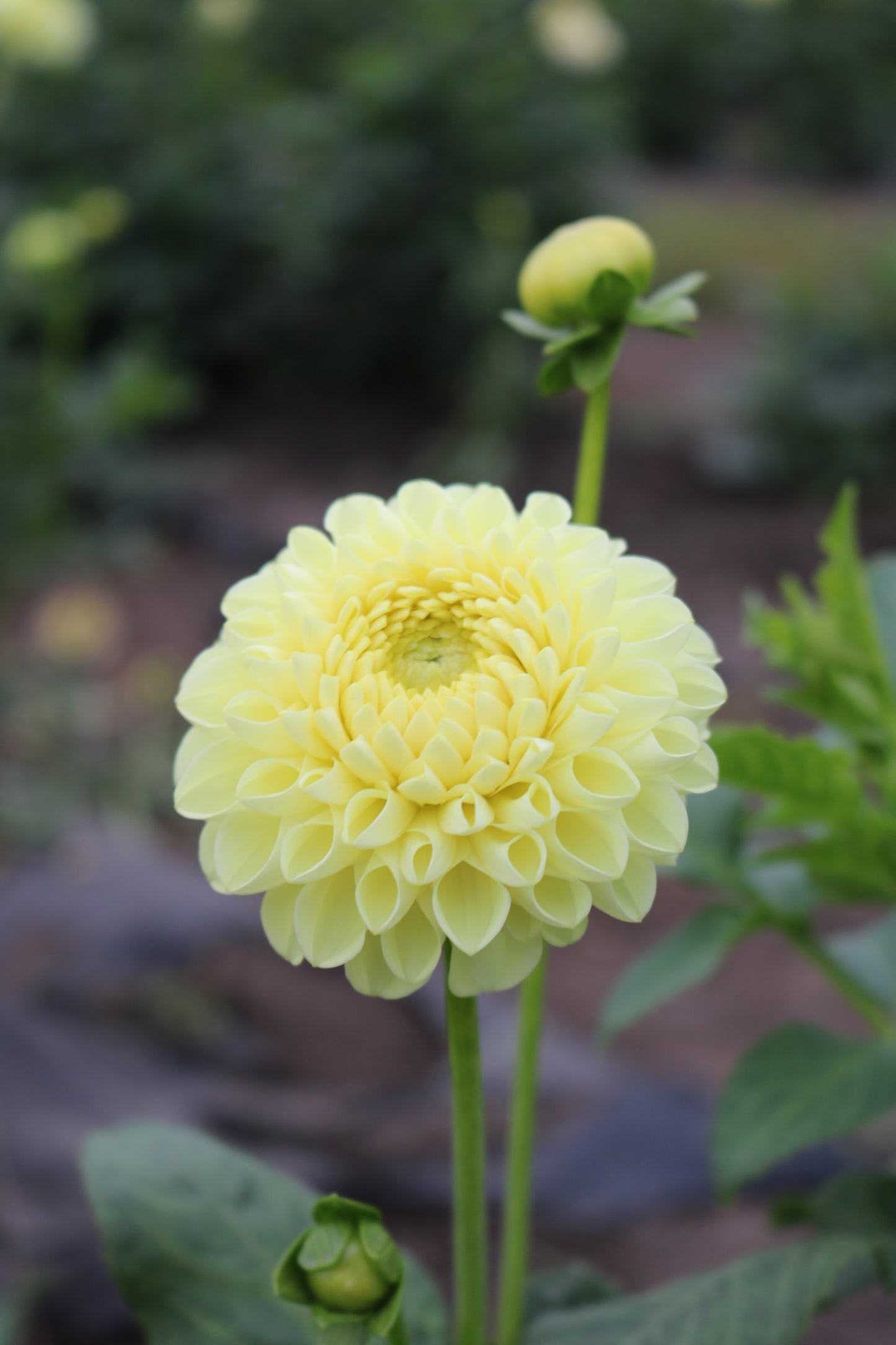 RC- Dahlia 'MM Buttercream'