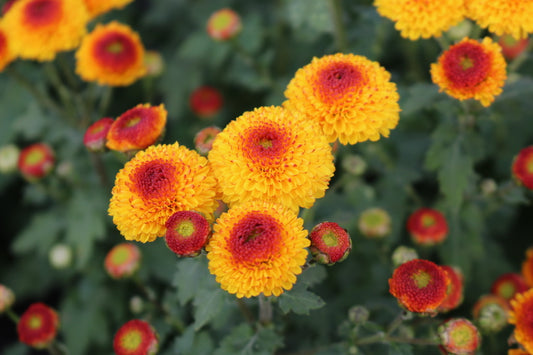 RC- Chrysanthemum 'Kelvin Tattoo' (4 pack)