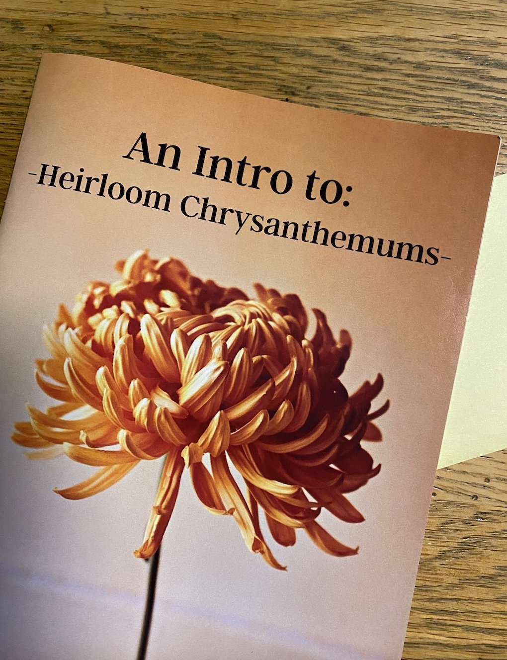 An Intro to: Heirloom Chrysanthemums