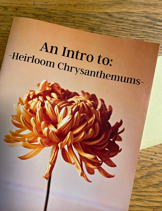 An Intro to: Heirloom Chrysanthemums