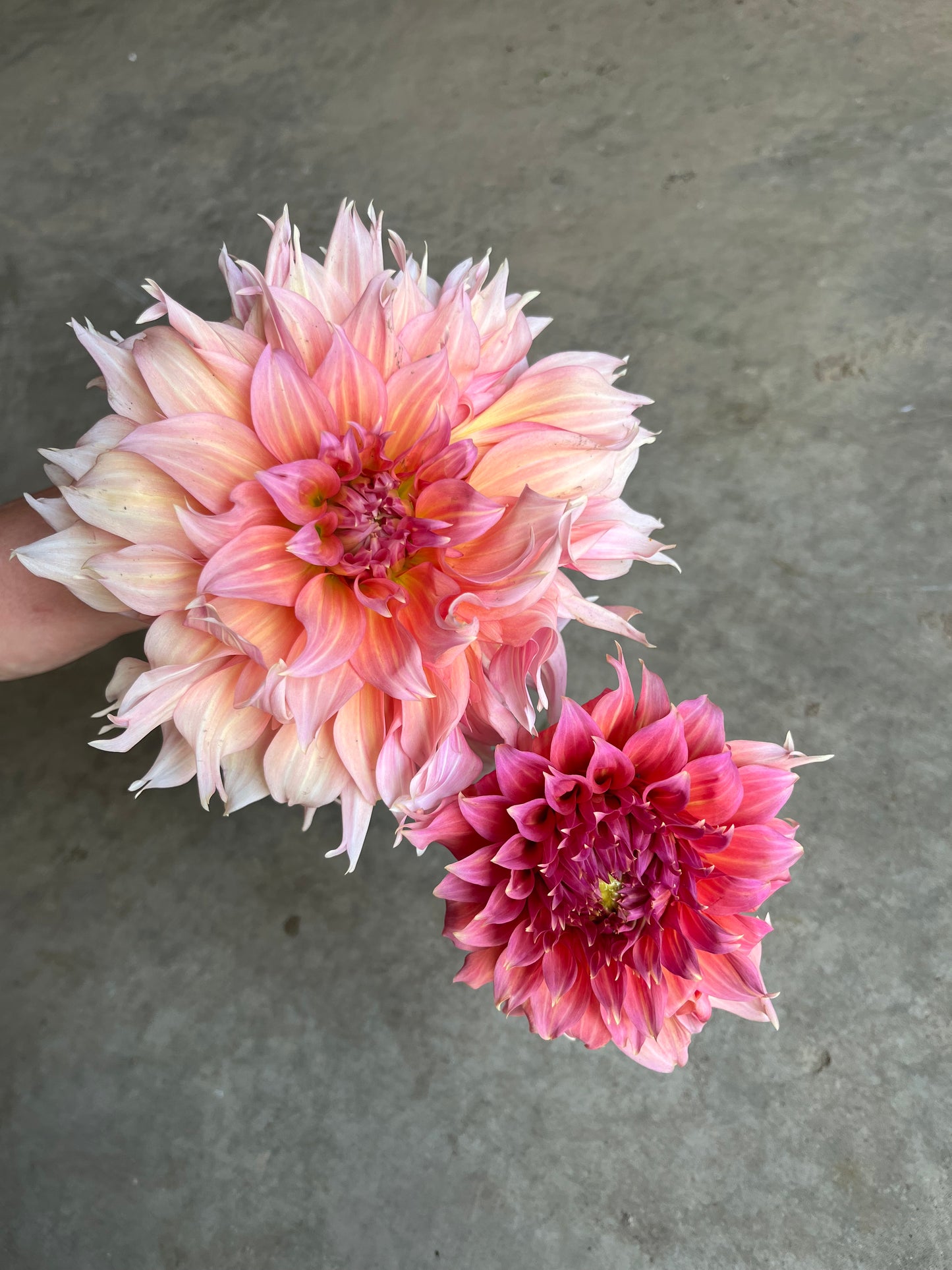 RC- Dahlia 'Summer Rain'  (1 plant)