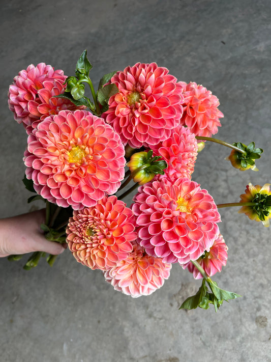 RC- Dahlia 'Crichton Honey'  (1 plant)