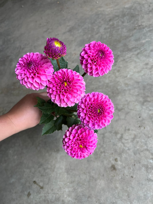 RC- Dahlia 'Franz Kafka'  (4 pack)