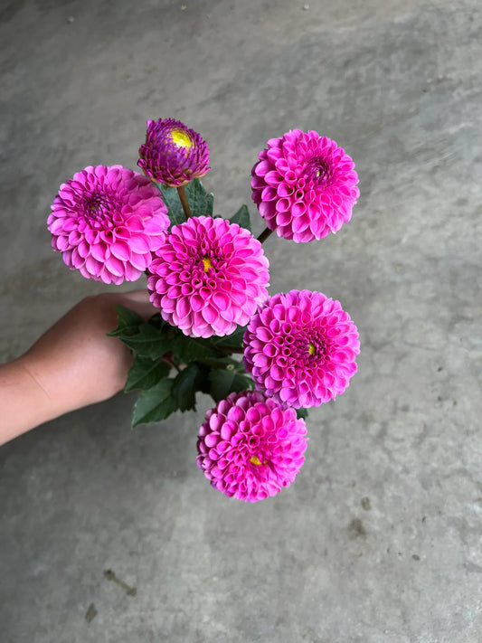 URC Bulk - Dahlia 'Franz Kafka' (50 ct)