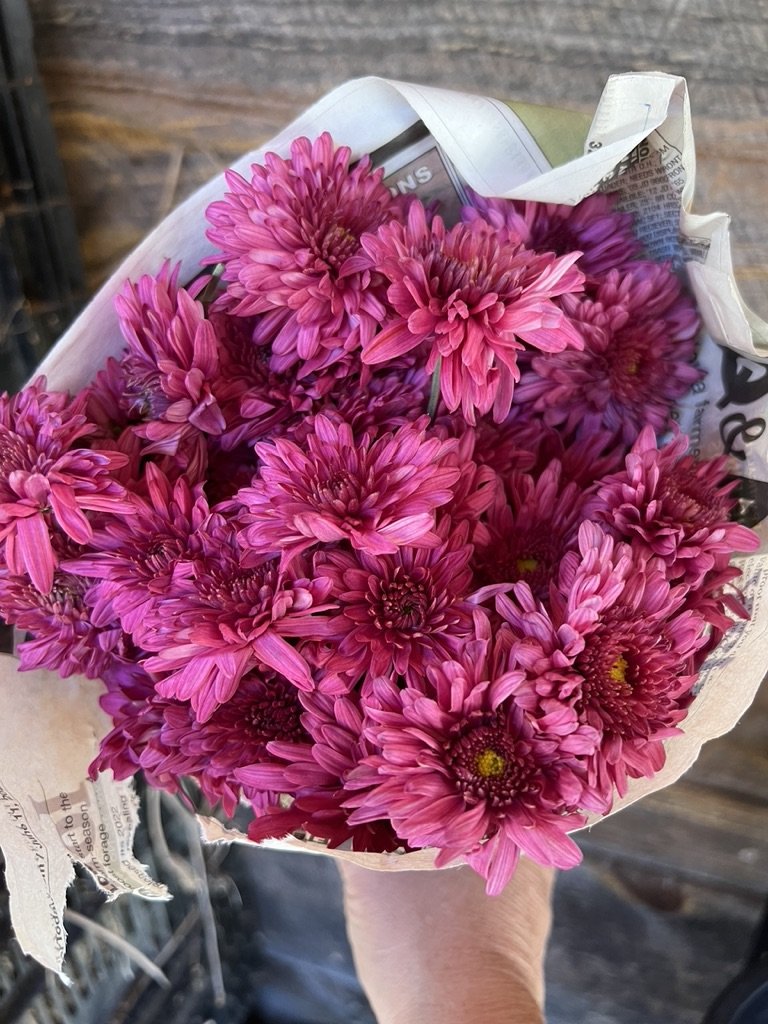 RC- Heirloom Chrysanthemum 'Cranberry Wine'