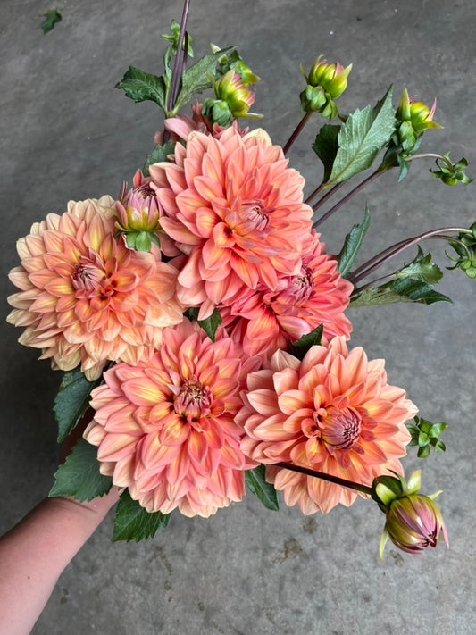 RC- Dahlia 'Nicholas' (4 pack)