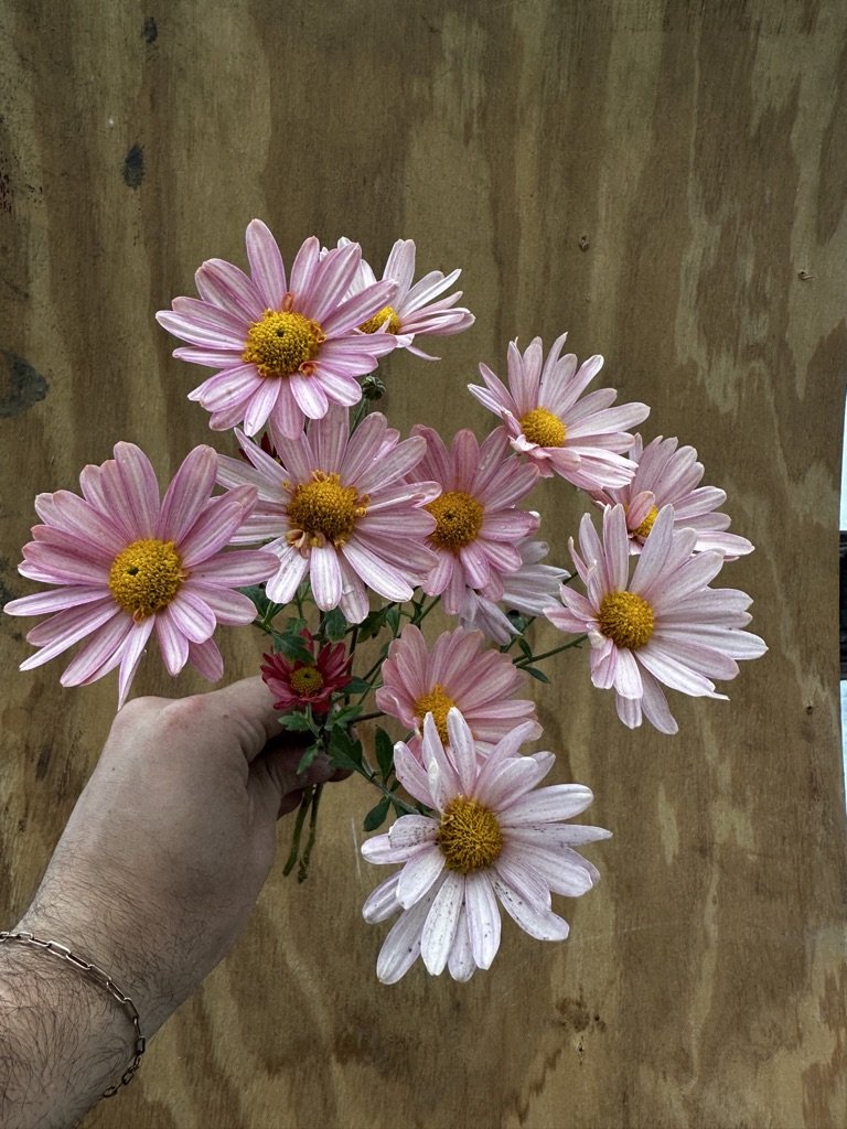 RC- Heirloom Chrysanthemum 'Peaches And Cream'