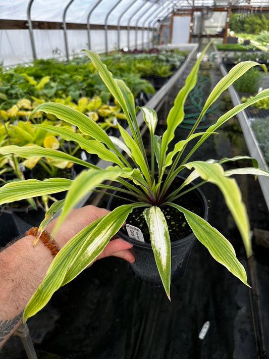 Hosta 'Curly Fries' 3 Plants