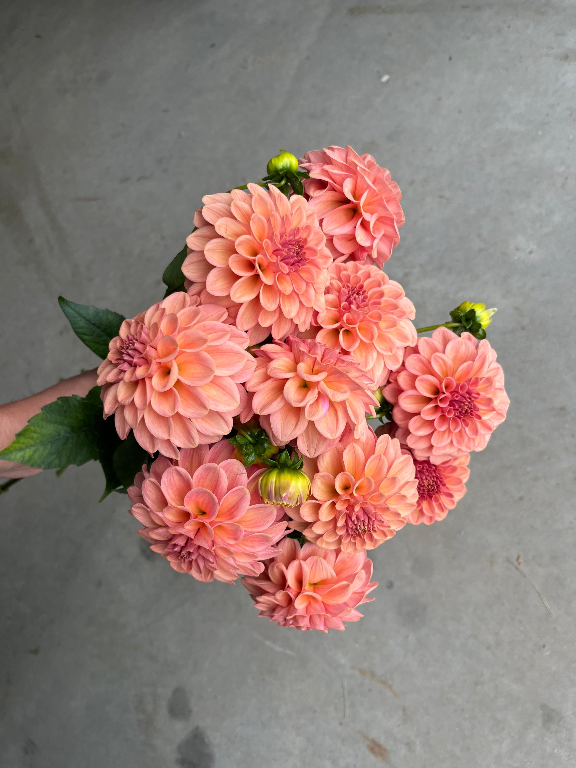 RC- Dahlia 'Rock Run Ashley' (4 pack) – Clara Joyce Flowers RC- Dahlia 'Rock Run Ashley' (4 pack) – Clara Joyce Flowers