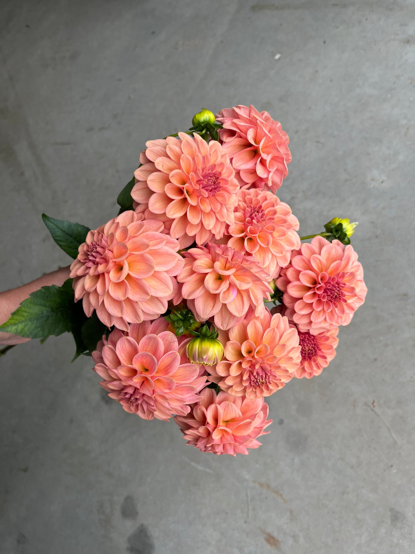 RC- Dahlia 'Rock Run Ashley'  (4 pack)