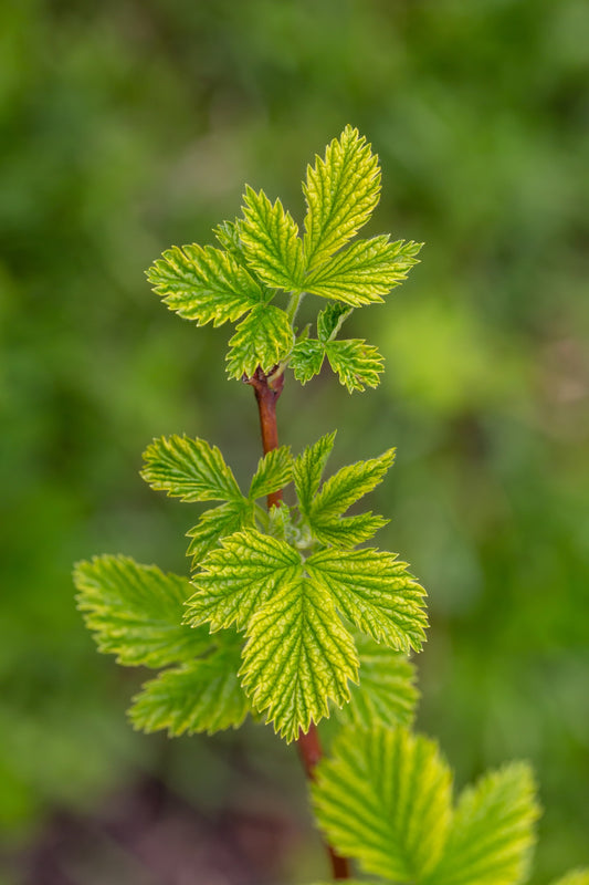 Quart - Ribes alpinum Alpine Currant