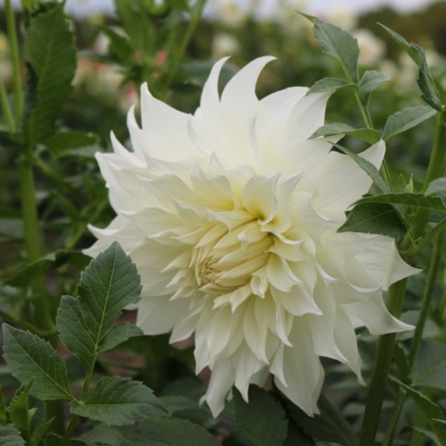 Dahlia Tuber 'Snowbound'