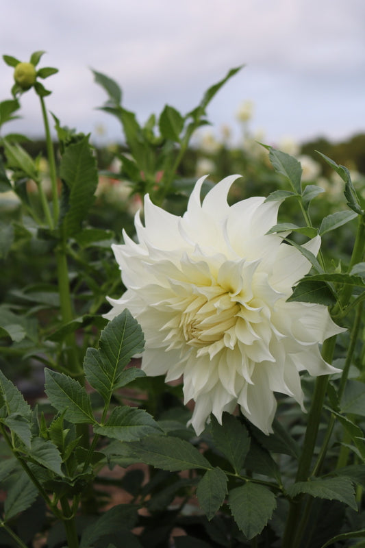 Bulk Dahlia Tuber 'Snowbound'
