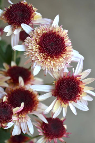 RC- Chrysanthemum 'Suntaste Nutmeg' (4 pack)