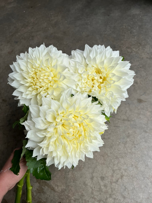 URC Bulk - Dahlia 'Fleurel' (50 ct)