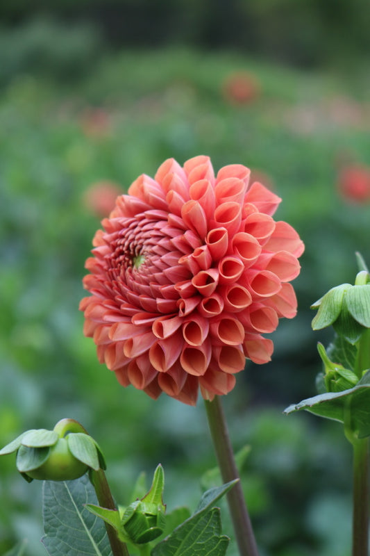 Bulk Dahlia Tuber 'Cornel Bronze'