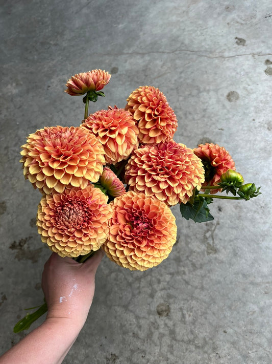 URC Bulk - Dahlia 'Hy Suntan' (50 ct)