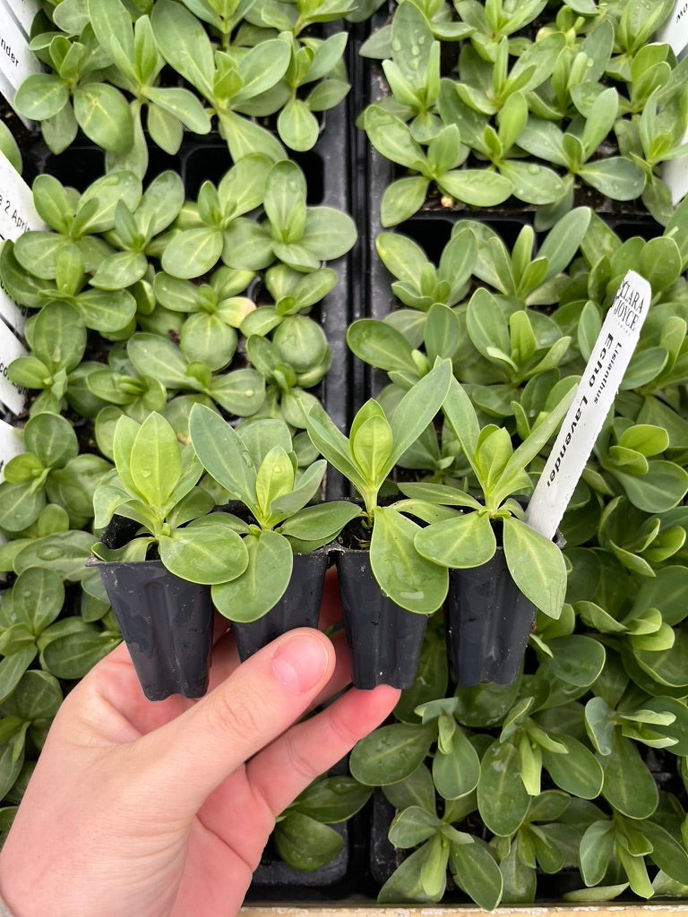 Lisianthus Voyage 3 Champagne (4 pack)