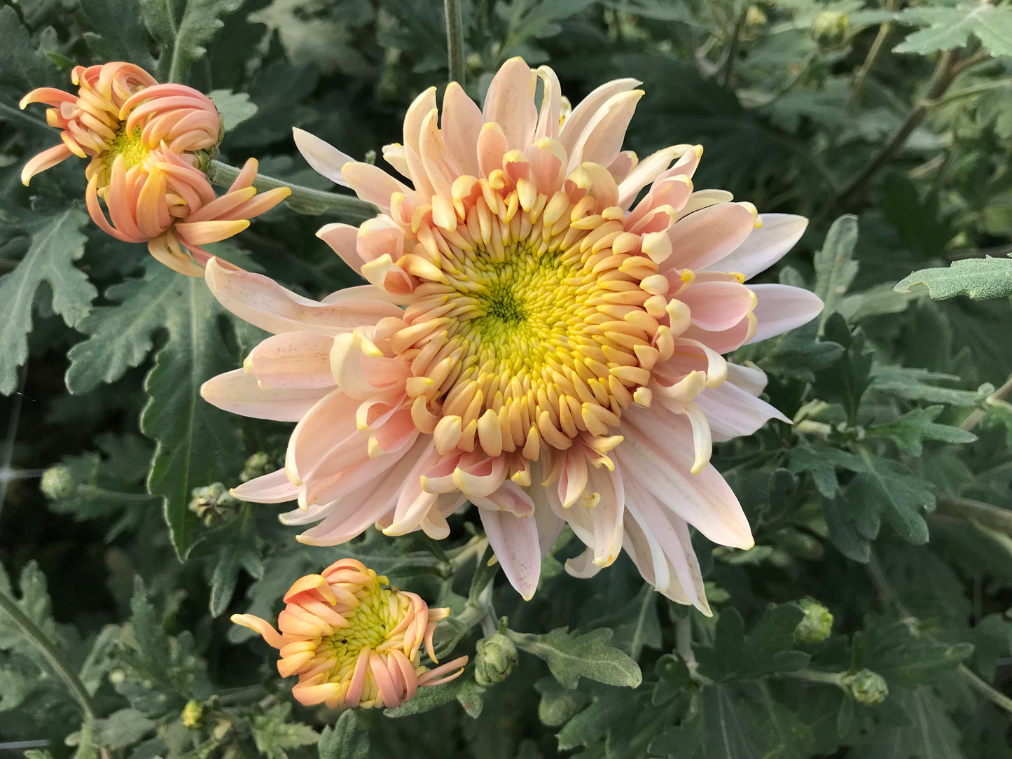 RC- Chrysanthemum 'Seaton's Je'Dore (4 pack)