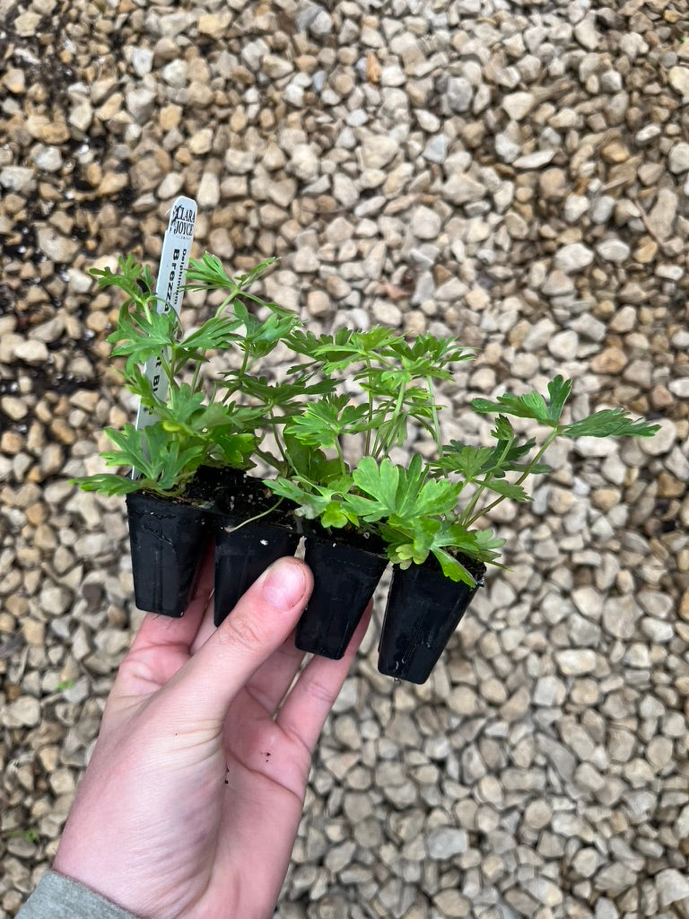 Delphinium Guardian Blue (4 pack)