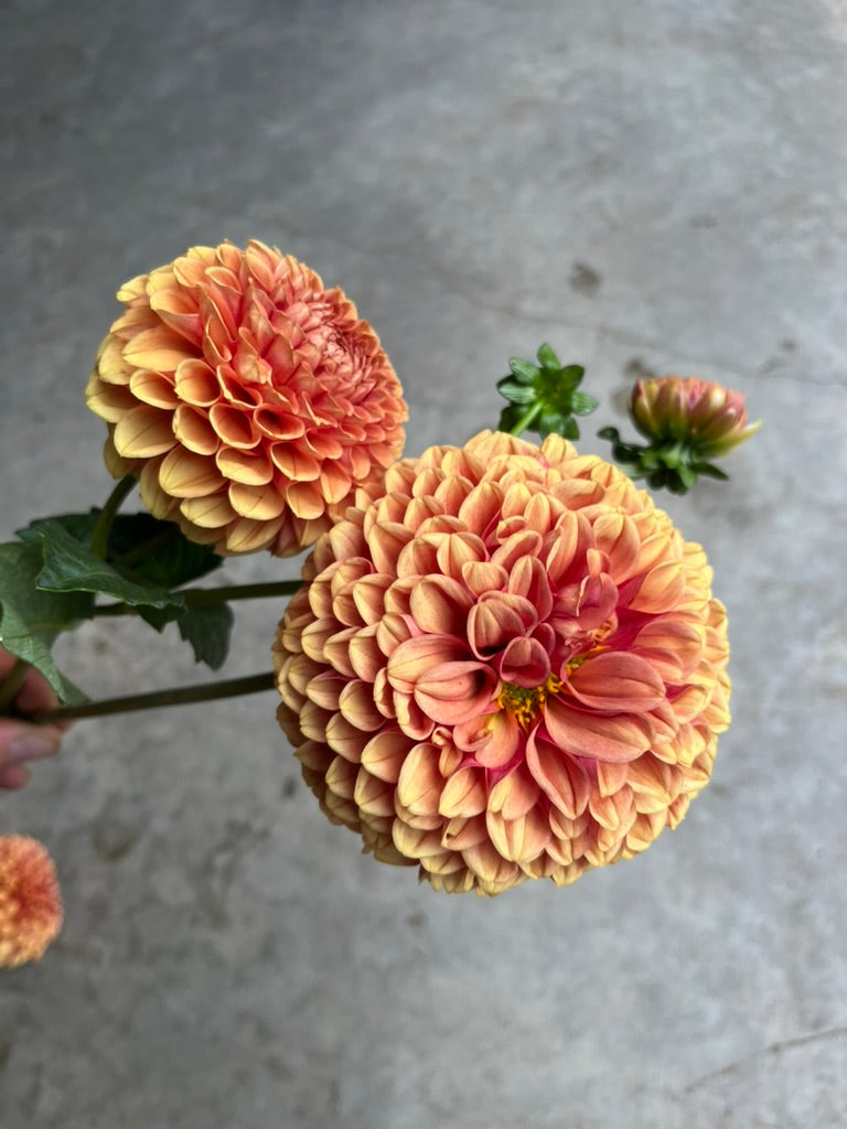RC- Dahlia 'Hy Suntan'  (4 pack)