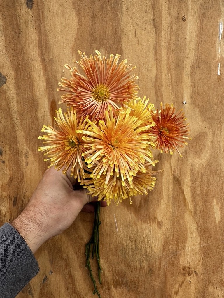 RC- Heirloom Chrysanthemum 'Peach Centerpiece"