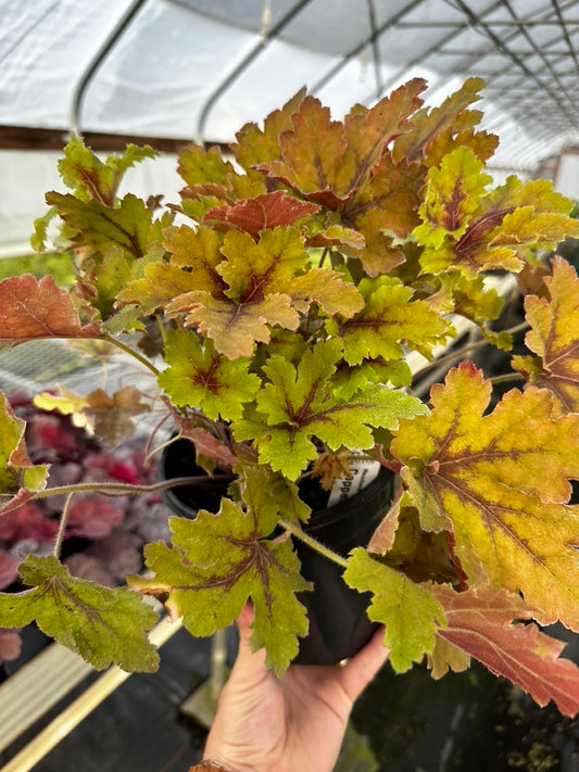 Heucherella 'Copper King' 3 Plants