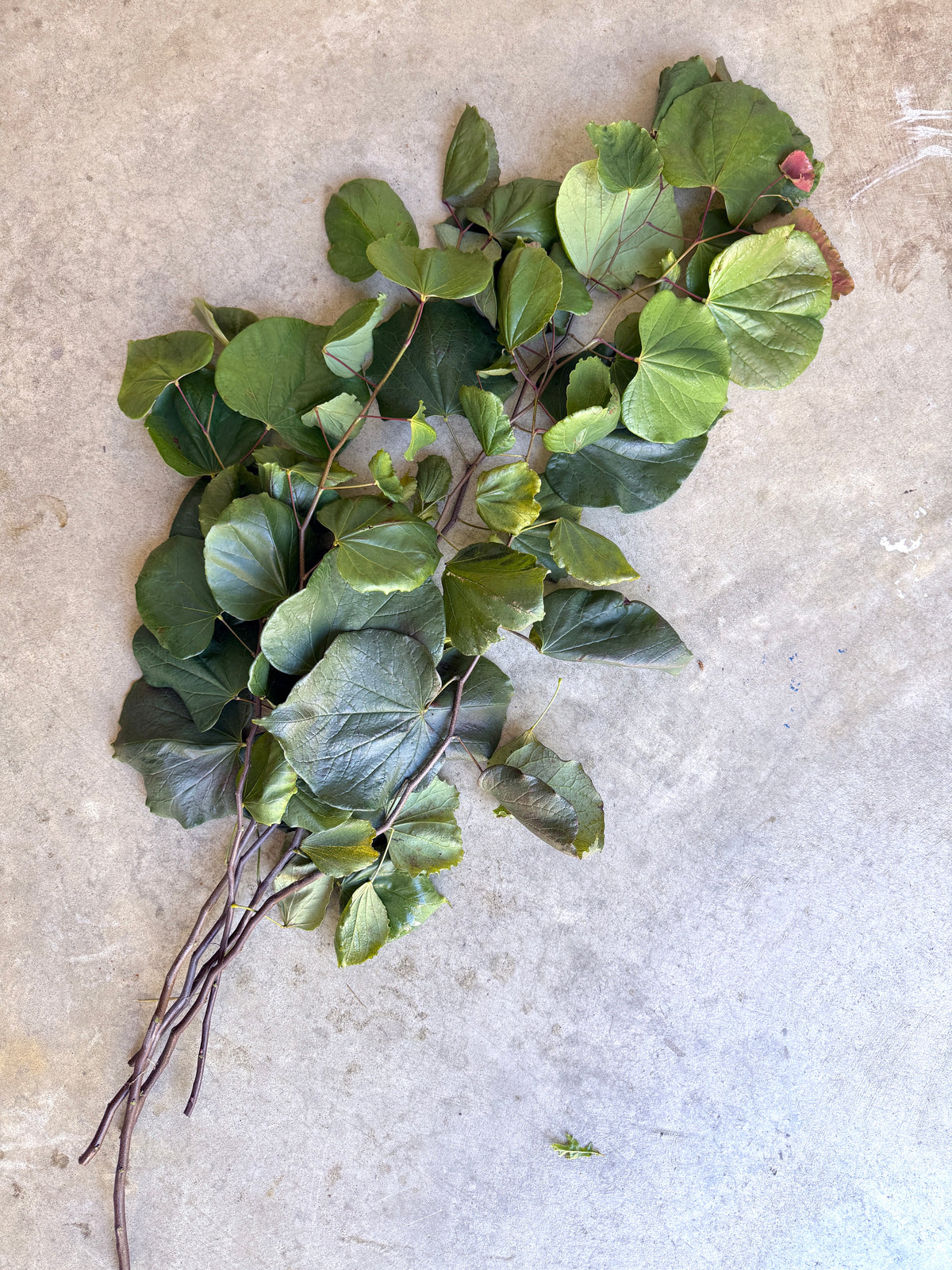 Bare Root - Redbud (10 ct)