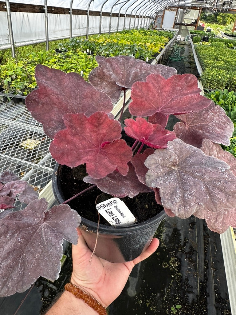 Heuchera 'Lava Lamp' 3 Plants