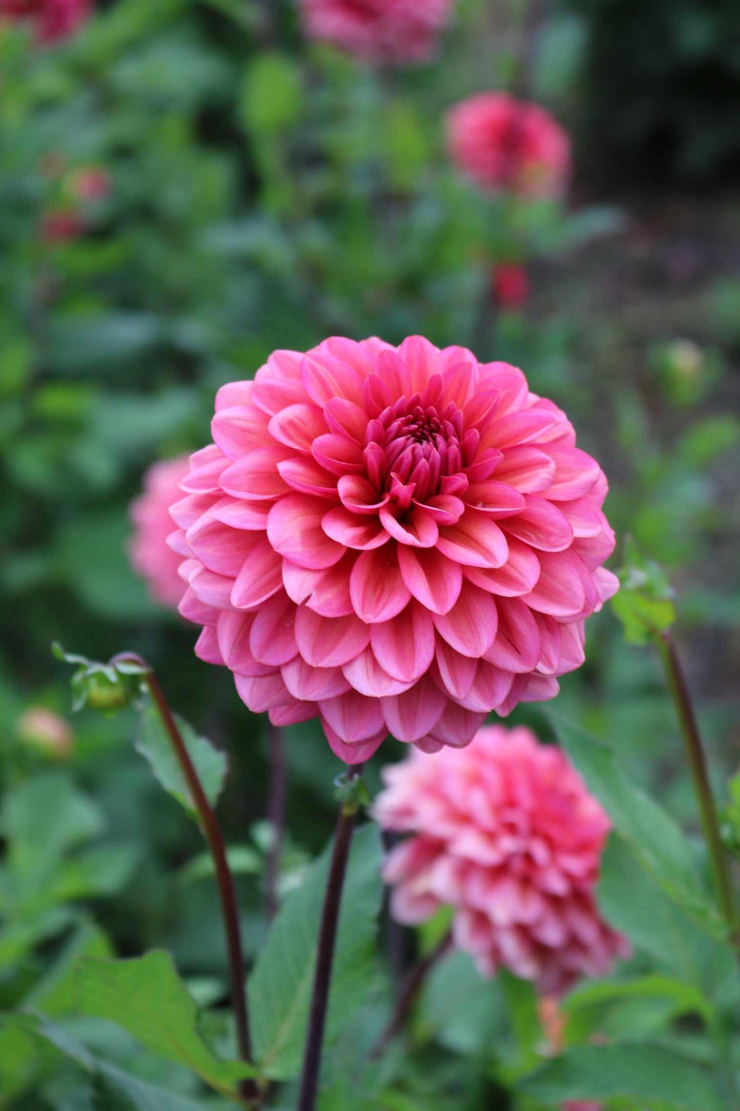 RC- Dahlia 'Salmon Runner'