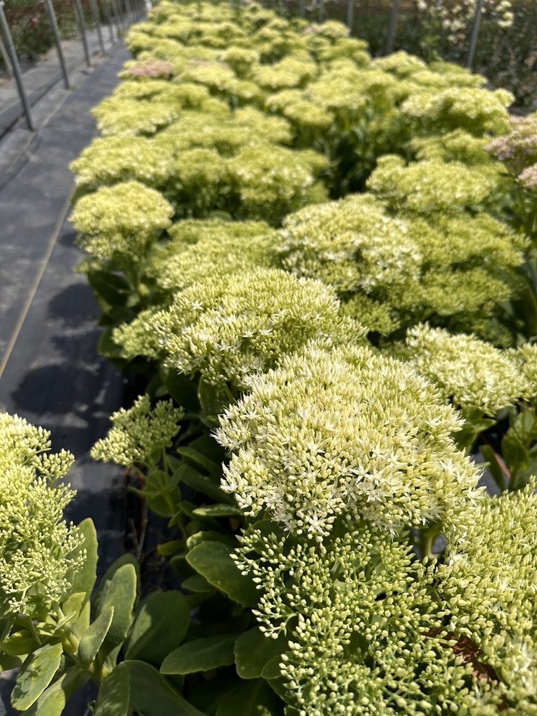 RC- Sedum 'White"