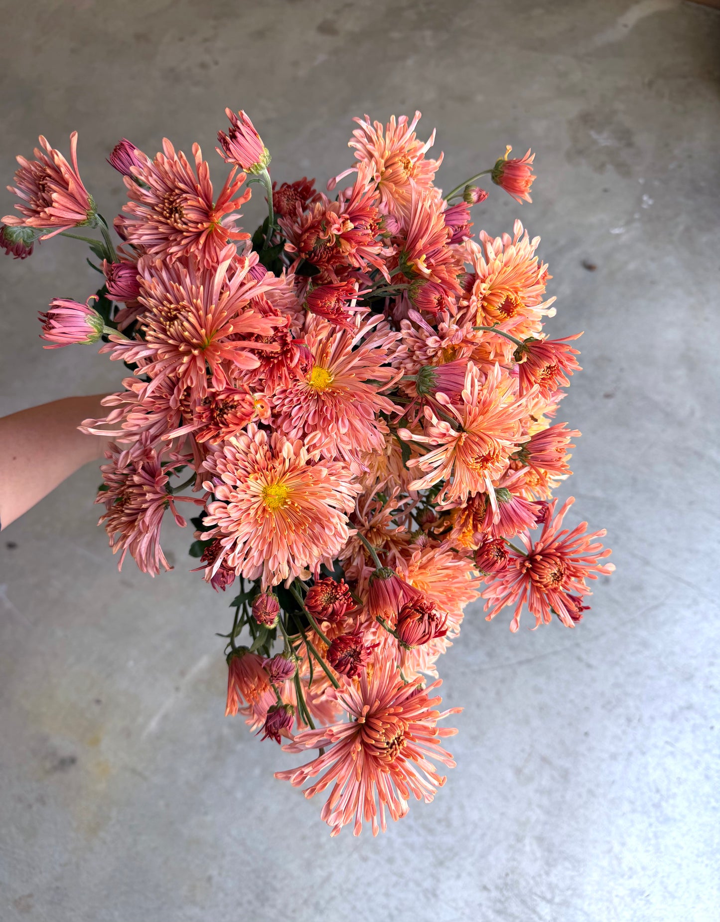 RC- Chrysanthemum 'Peach Centerpiece' (4 pack)