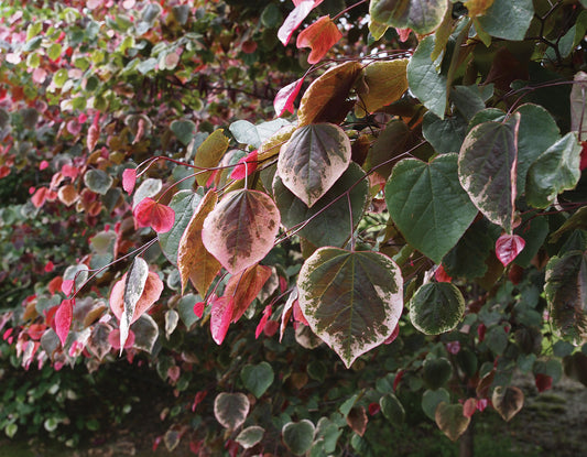Quart - Cercis canadensis 'Carolina Sweetheart'