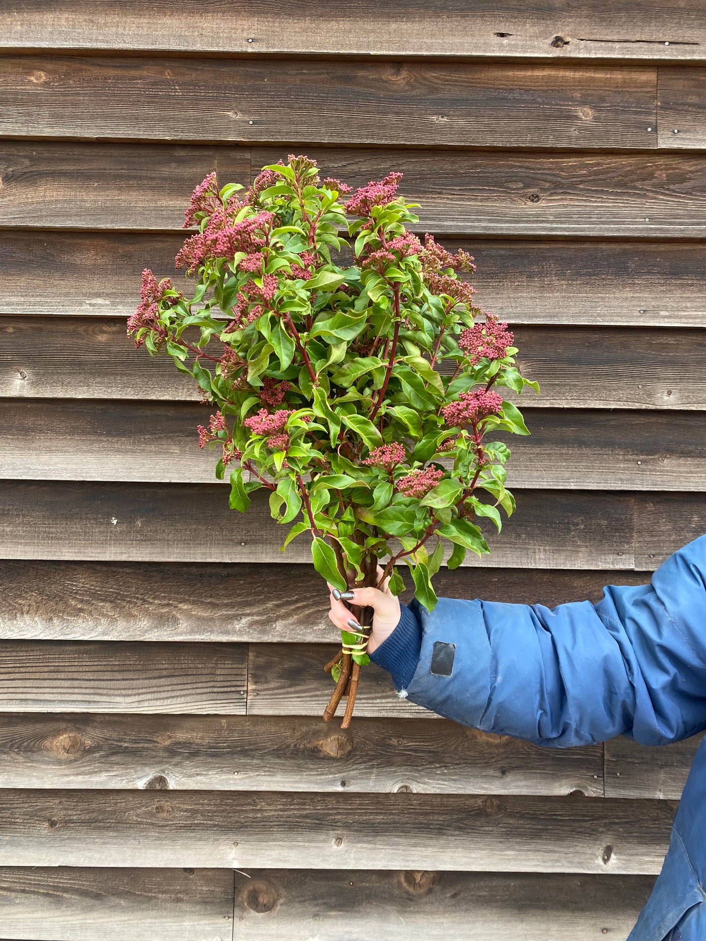 Quart Shrub - Viburnum tinus 'Spring Bouquet'