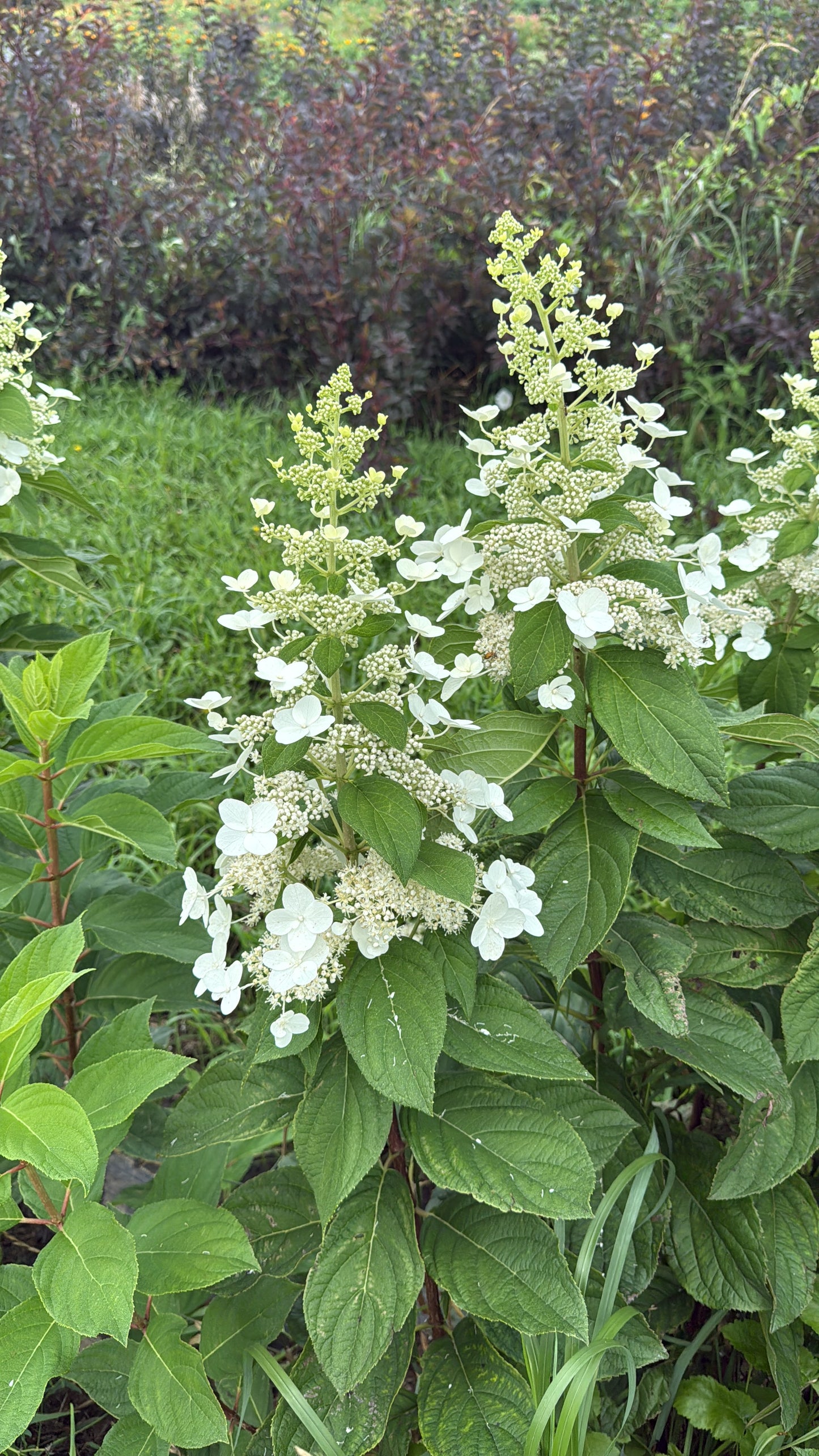 Bulk Flower Bucket - White